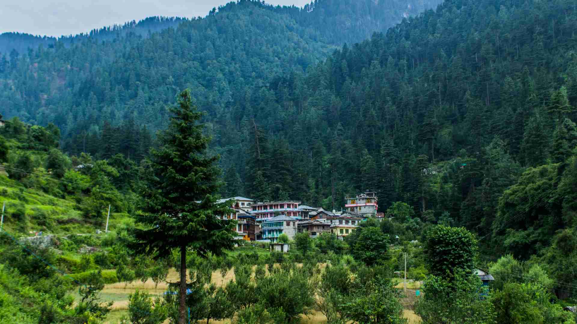 Jibhi
